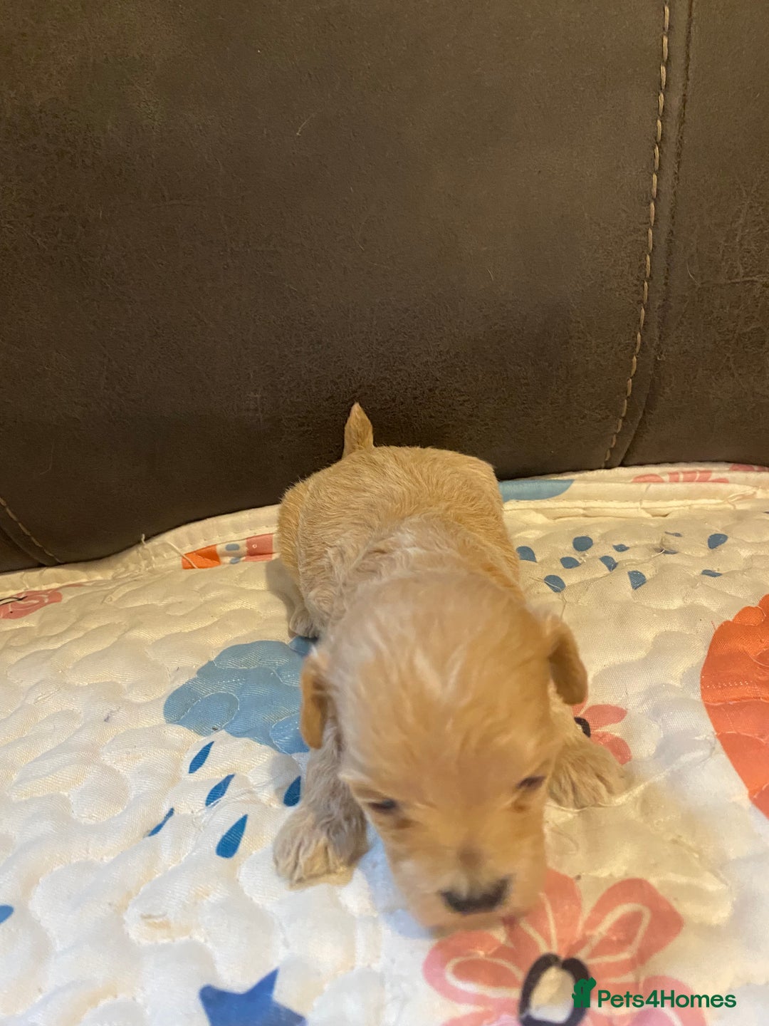 Maltipoo dogs for sale: Adorable Maltipoos Puppies  - Advert 9