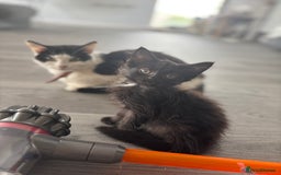 Domestic Shorthair cats for sale: Kittens for sale  - Image 5