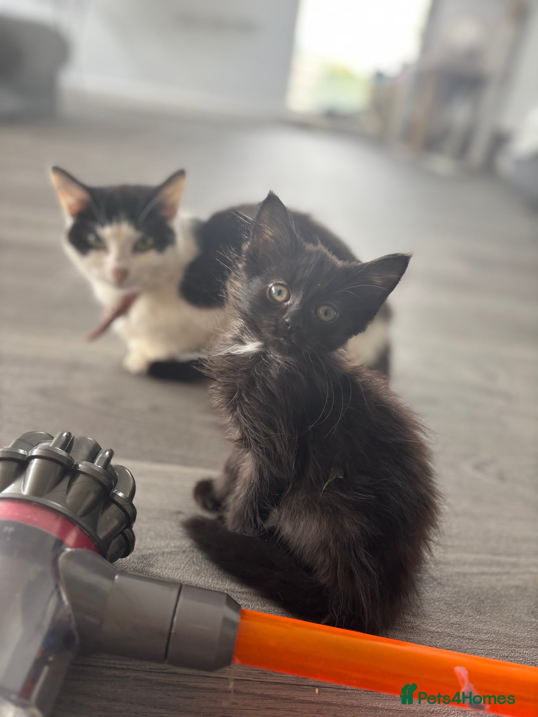 Domestic Shorthair cats for sale: Kittens for sale  - Image 5