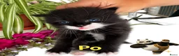 Mixed Breed cats for sale: Fluffy Long Haired Kittens - Ready 15 August in Plymouth - Advert 7