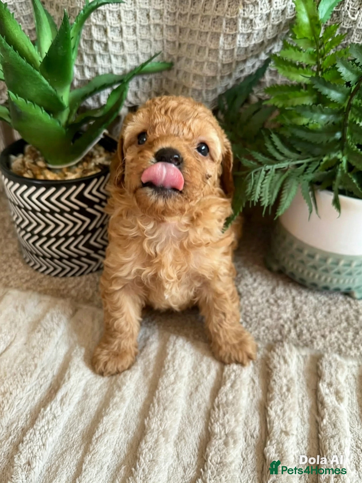 Maltipoo dogs 🐶 Adorable Toy Maltipoo Puppies for sale 🐶  - Advert 2