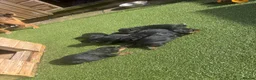 Patterdale Terrier dogs for sale: 🔥🔥ROSIE & BOBS LITTER🔥🔥 in Liverpool - Advert 11
