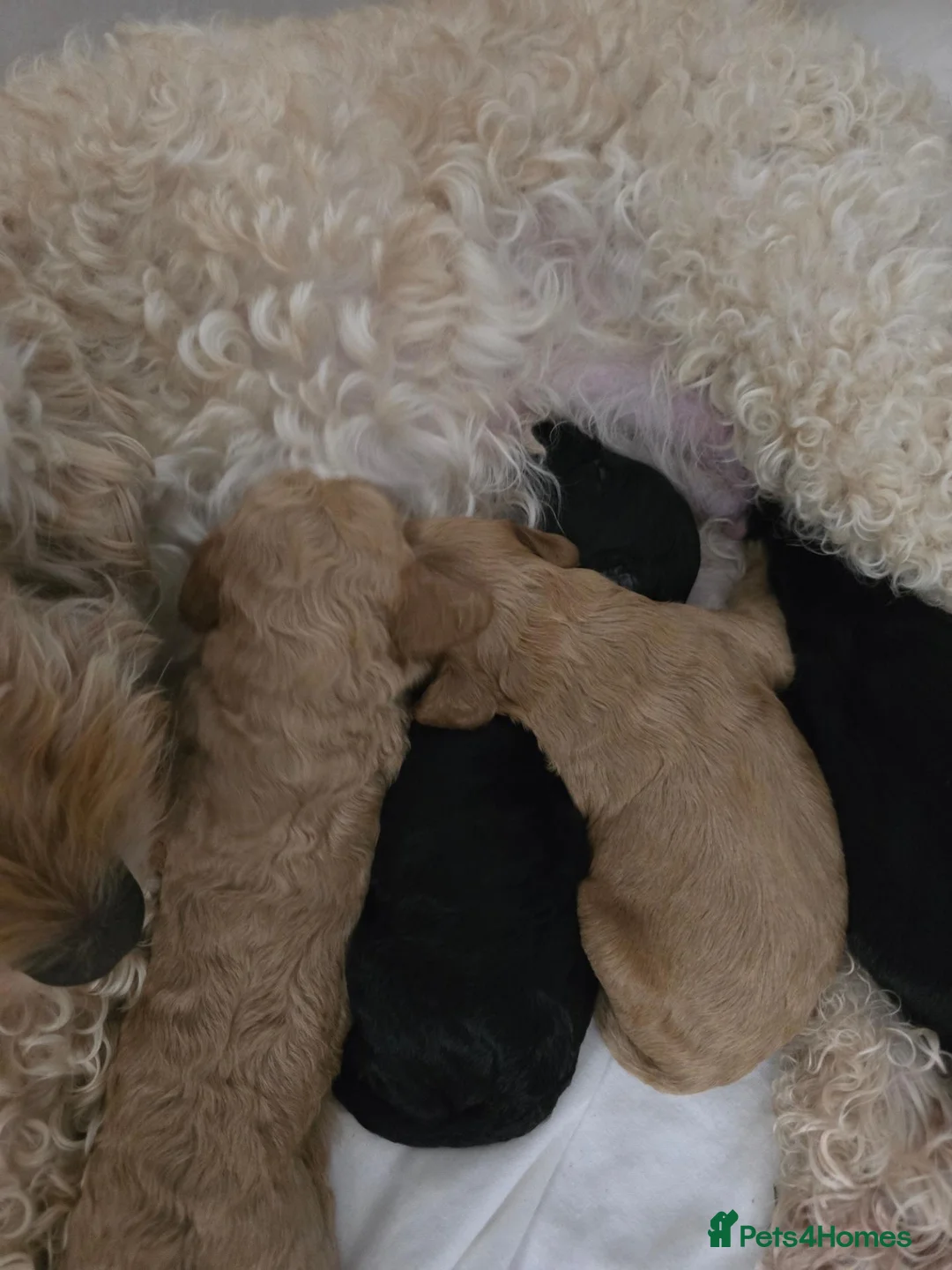 Cockapoo dogs for sale: Cockapoos  in Airdrie - Advert 2