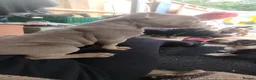 English Bulldog dogs for sale: New English bulldog puppies - Advert 5