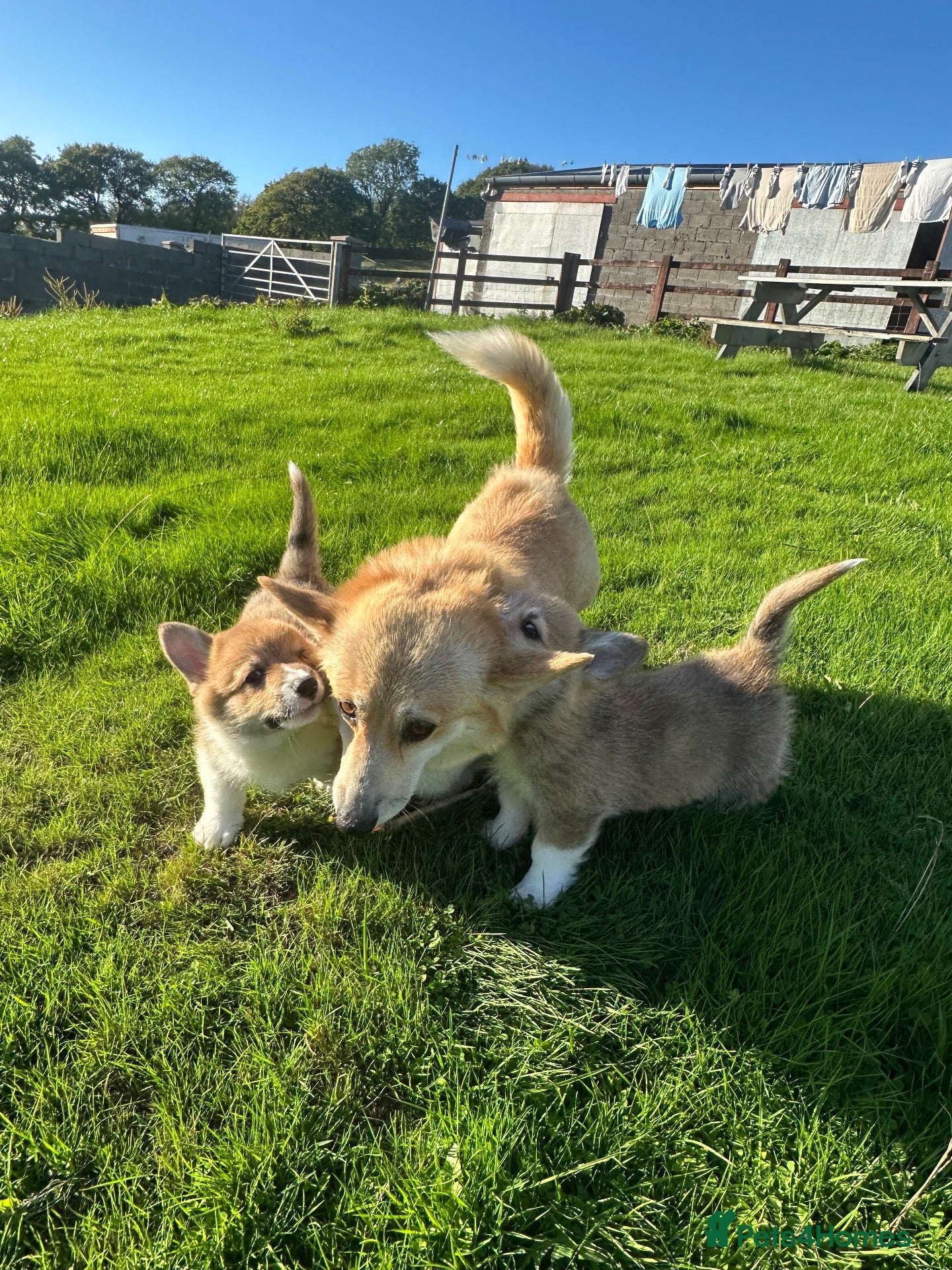 Welsh Corgi Pembroke dogs 2 Gorgeous Welsh Pembroke corgis 🩷💙 - Advert 1