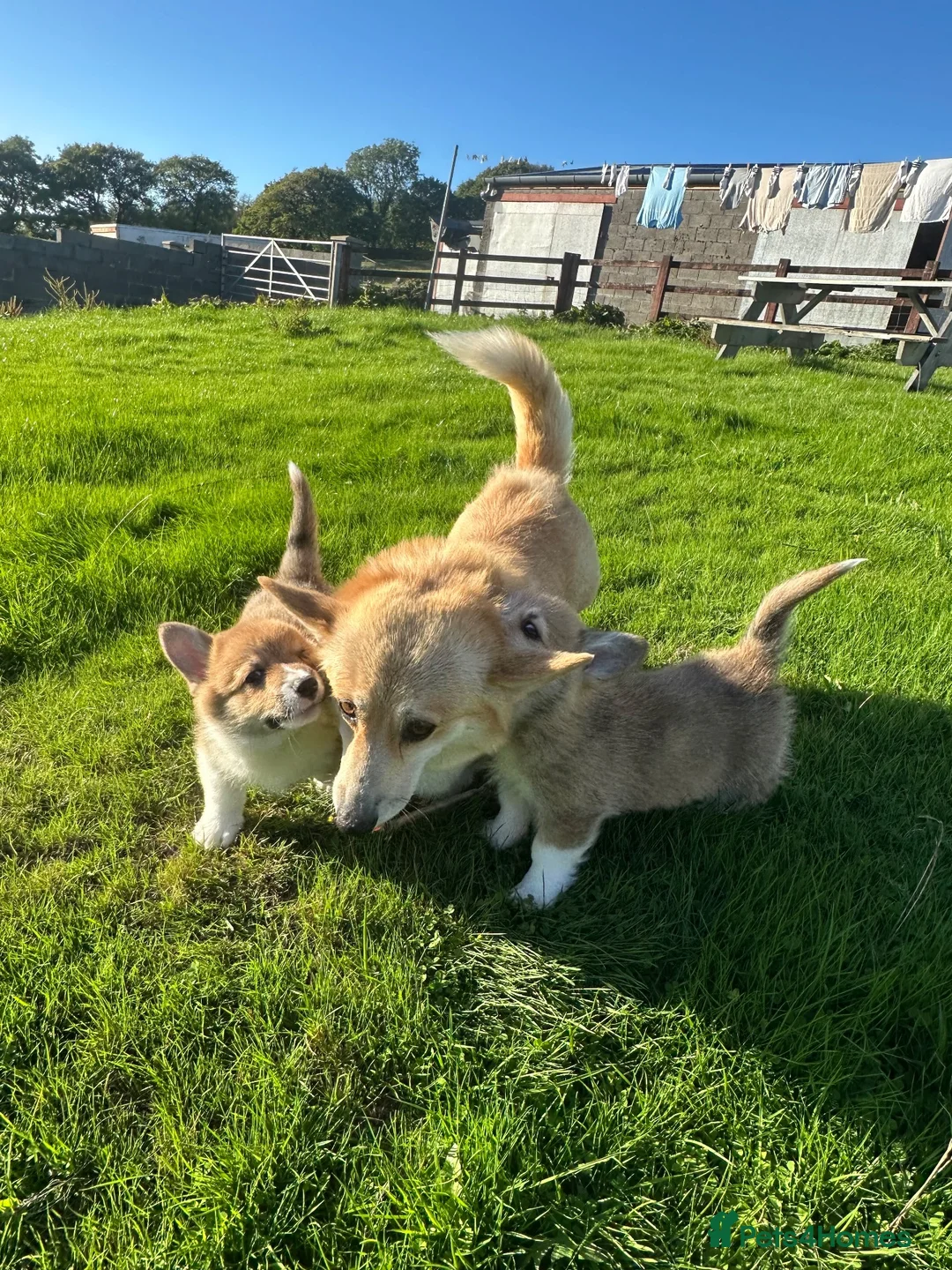 Welsh Corgi Pembroke dogs for sale: 2 Gorgeous Welsh Pembroke corgis 🩷💙 - Advert 1