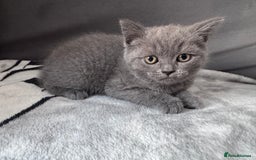 British Shorthair cats for sale: British shorthair Blue so beautiful  - Image 3