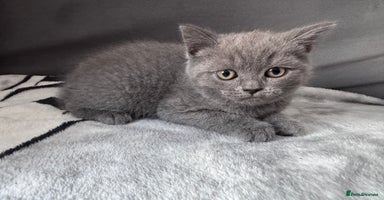 British Shorthair cats - Advert 13