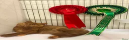 British Shorthair cats for sale: GCCF BSH kittens- championship lines - Advert 14