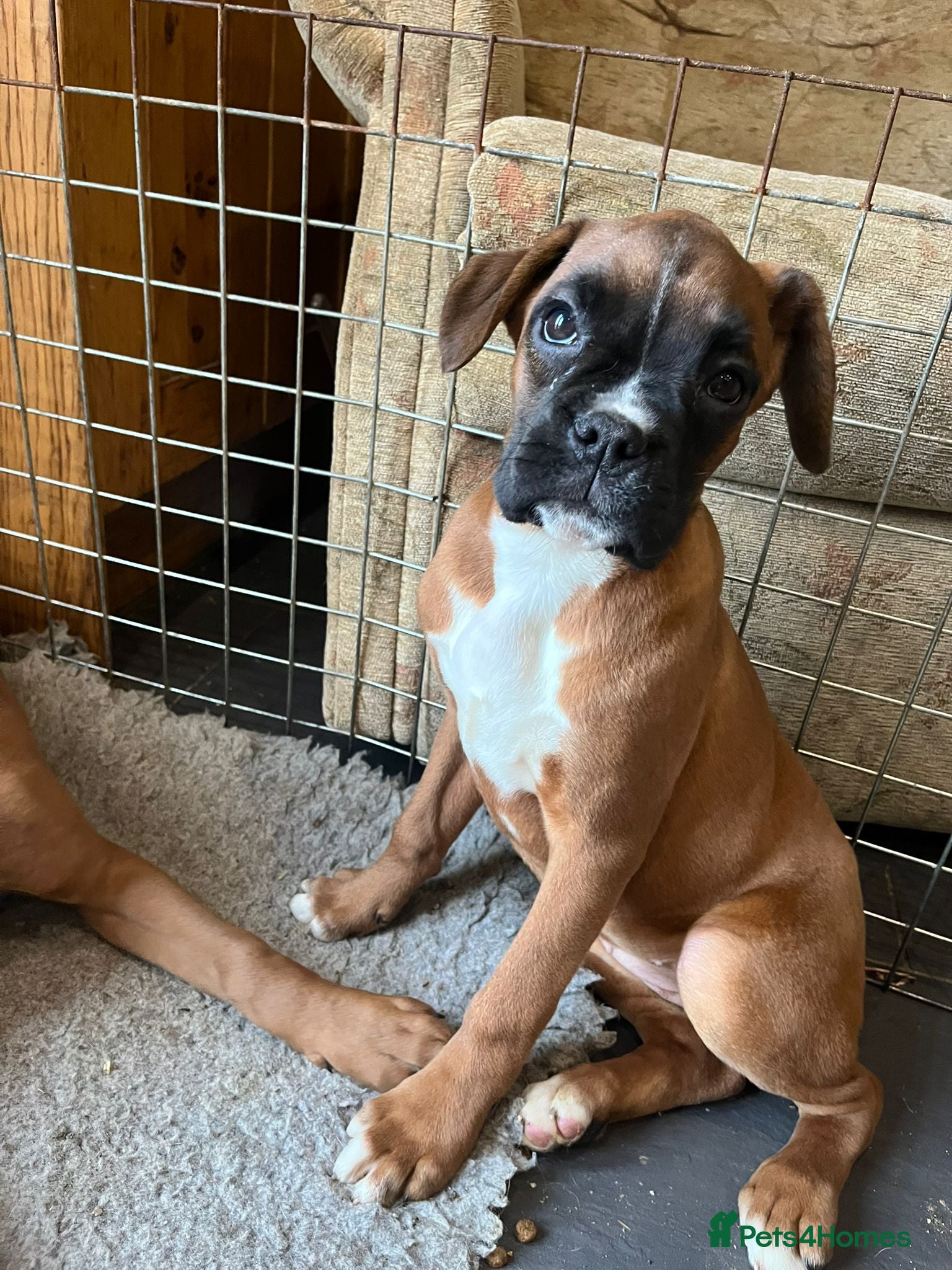 Boxer dogs 🌟KC Registered Boxer Puppies🌟Longtail/Bobtails🌟 - Advert 3