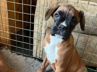 Boxer dogs 🌟KC Registered Boxer Puppies🌟Longtail/Bobtails🌟 - Advert 3