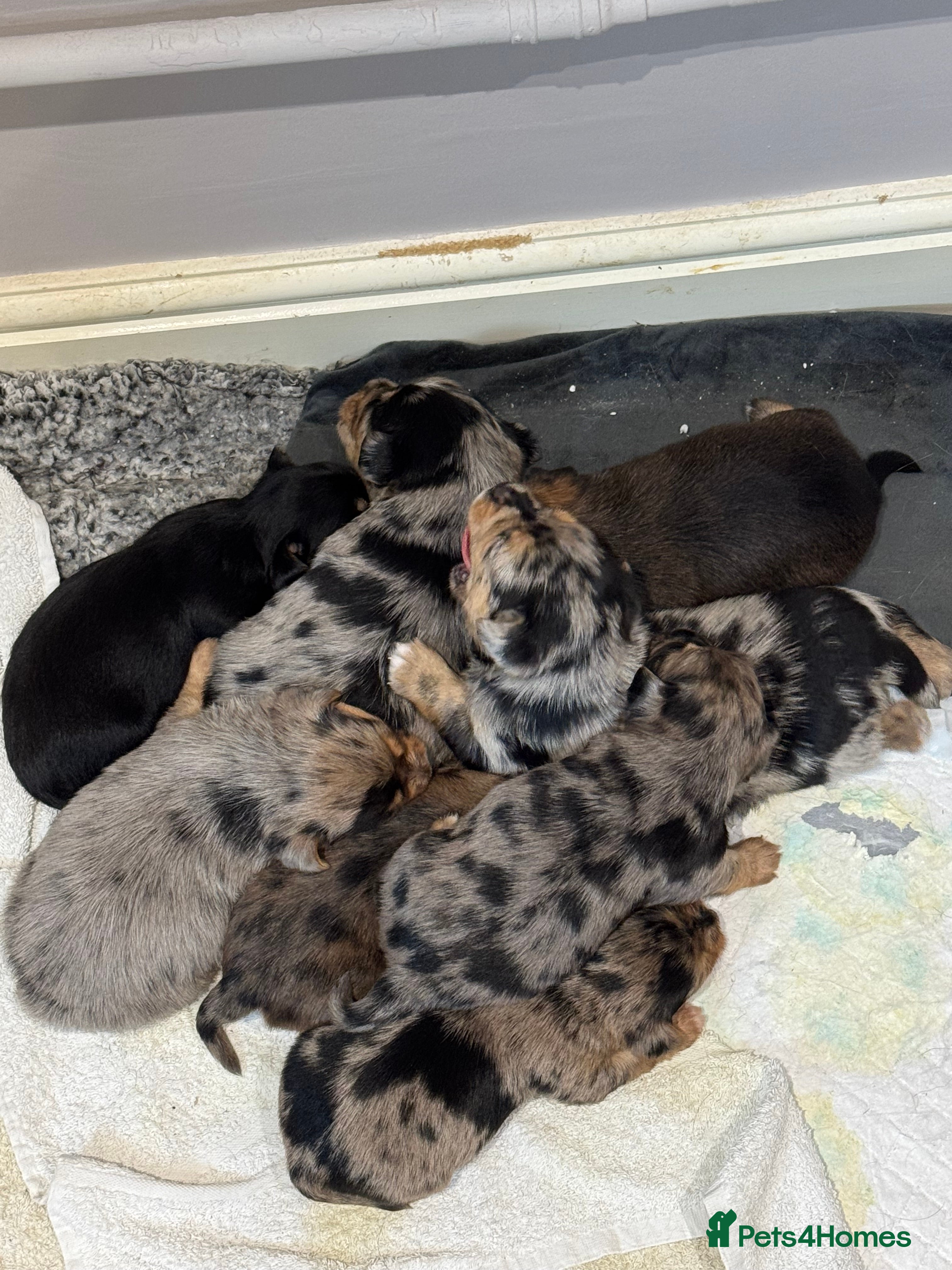 Chorkie dogs Chorkie Merle puppies ready from 5th March  - Advert 3