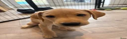 Labrador Retriever dogs for sale: Health Tested Champion Pedigree Pups - Advert 4