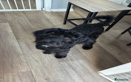 Bernedoodle dogs for sale: Berndoodle Puppy for Sale – 5 Months Old - Image 2