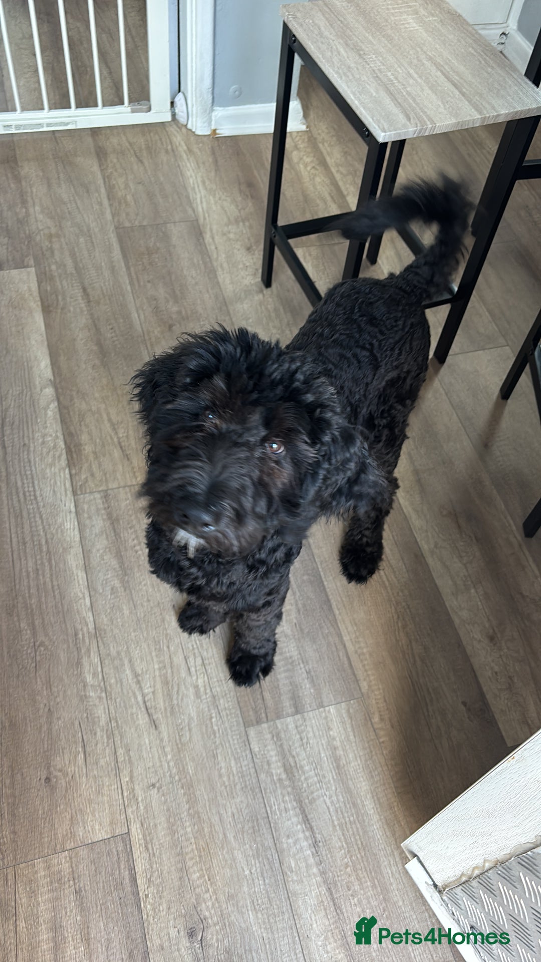 Bernedoodle dogs for sale: Berndoodle Puppy for Sale – 5 Months Old - Image 2
