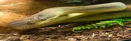Python Snake reptiles for sale: Liasis Mackloti (Macklots Python)  in Chatham - Advert 1