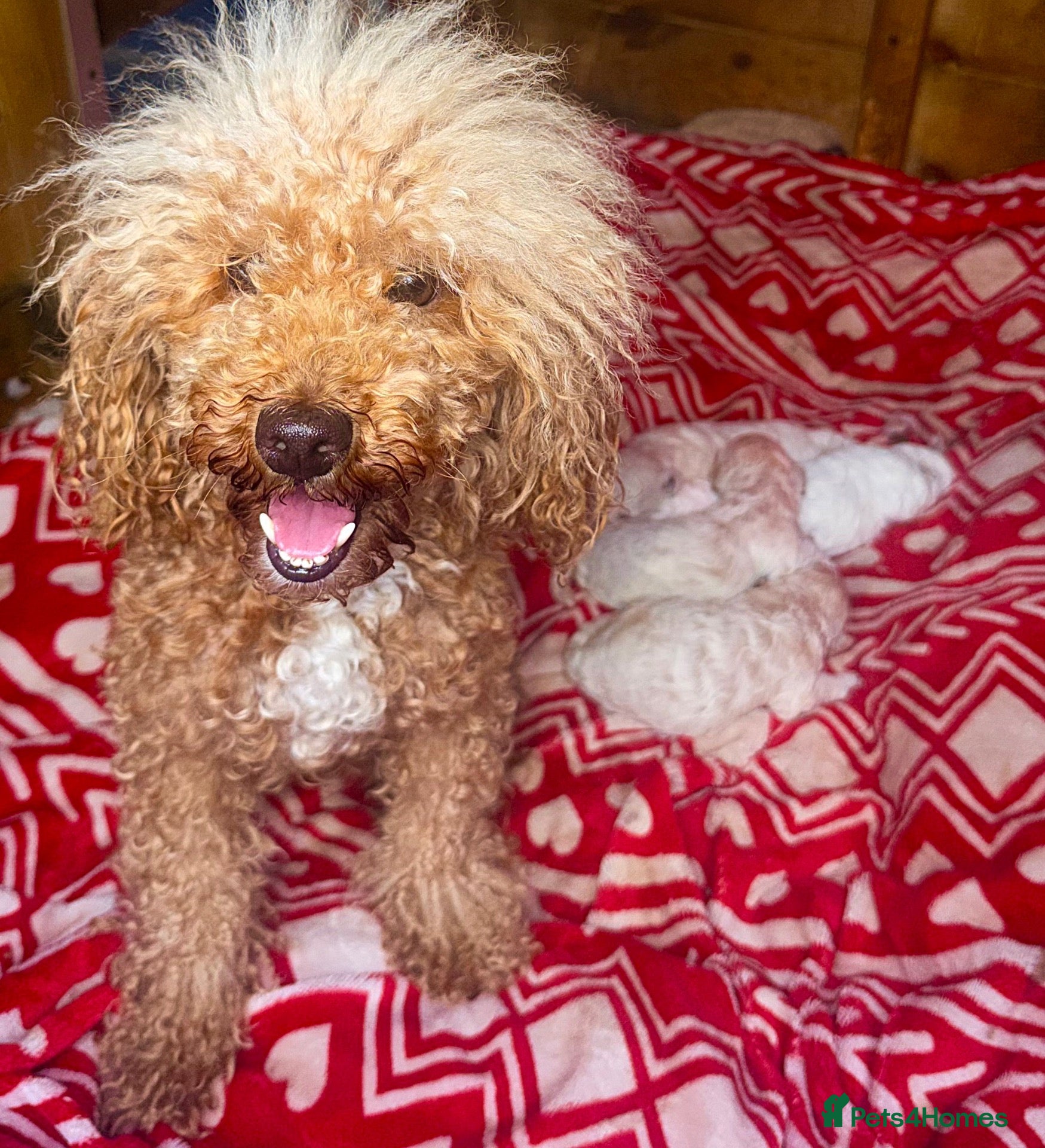 Toy Poodle dogs Toy poodles - Advert 7