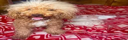 Toy Poodle dogs for sale: Toy poodles - Advert 1