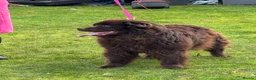 Newfoundland dogs for sale: Beautiful brown Newfoundland girl  - Advert 2