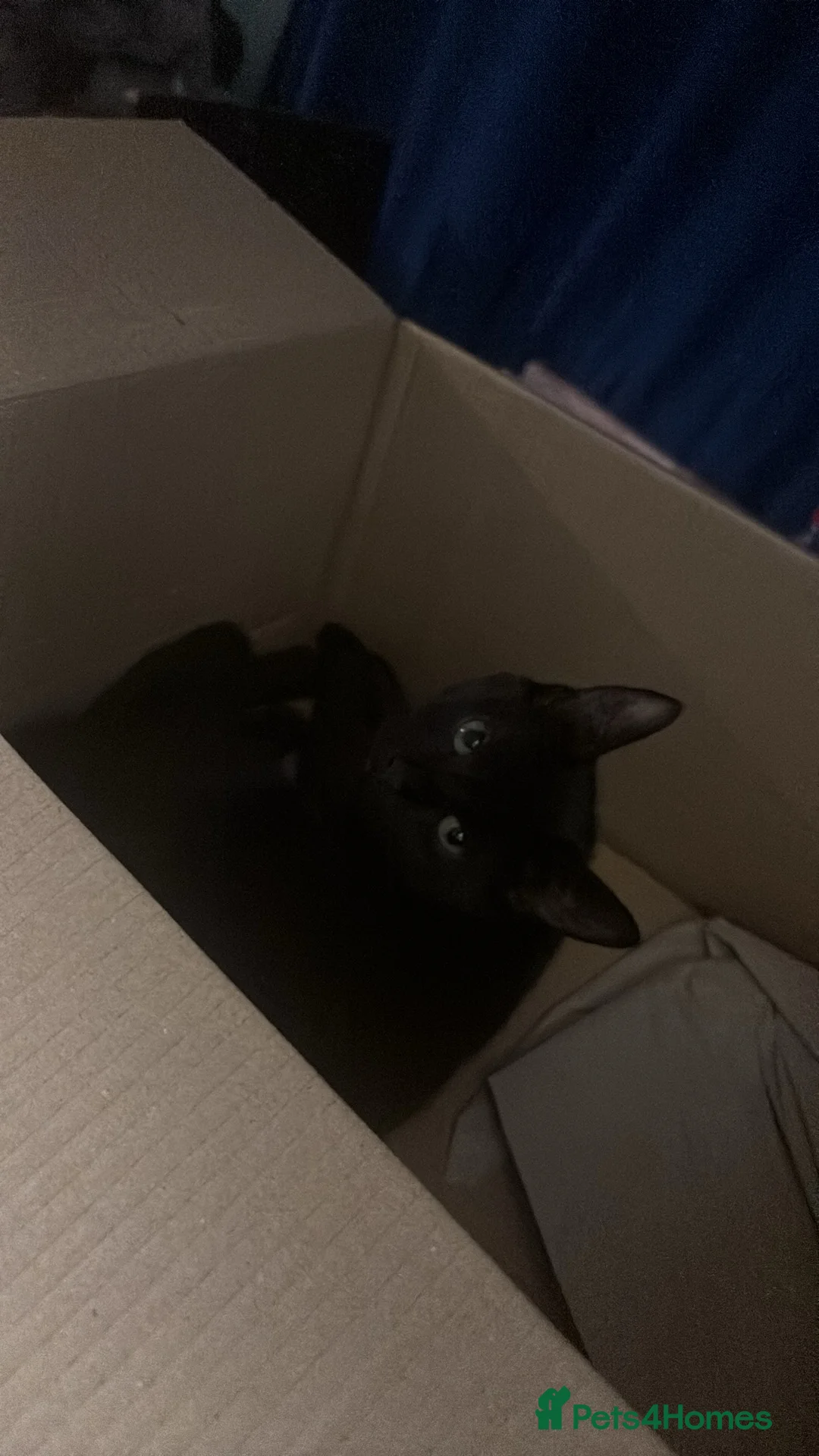 Mixed Breed cats for sale: Bonded sisters  - Advert 4