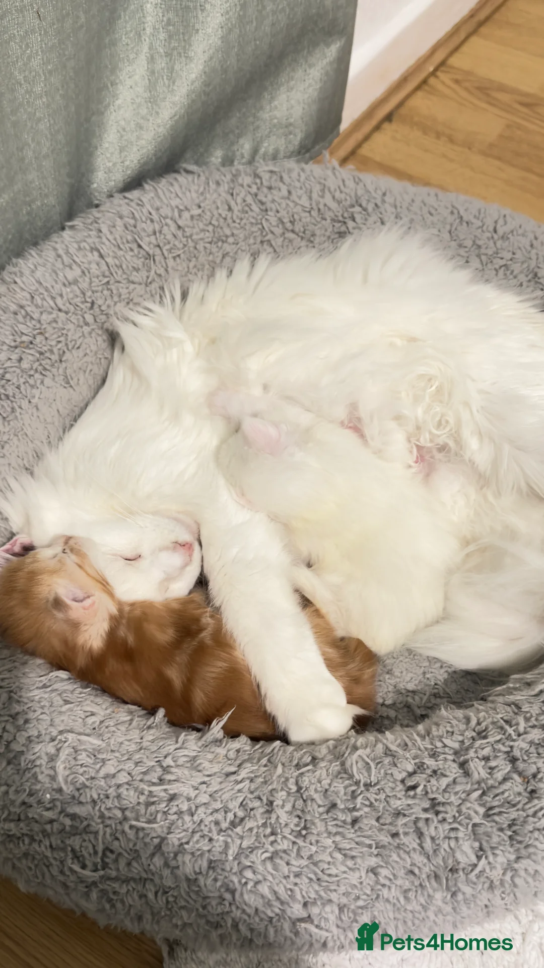 Maine Coon cats for sale: Maine Coon Kitten  - Advert 2