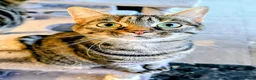 Mixed Breed cats for sale: Stunning Zariah Needs New Home - Advert 2