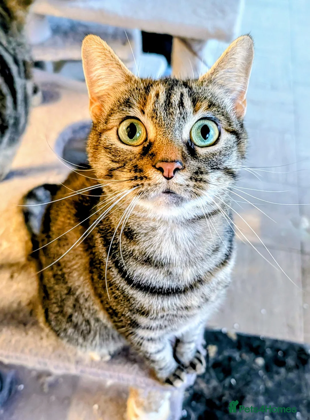 Mixed Breed cats for sale: Stunning Zariah Needs New Home - Advert 2