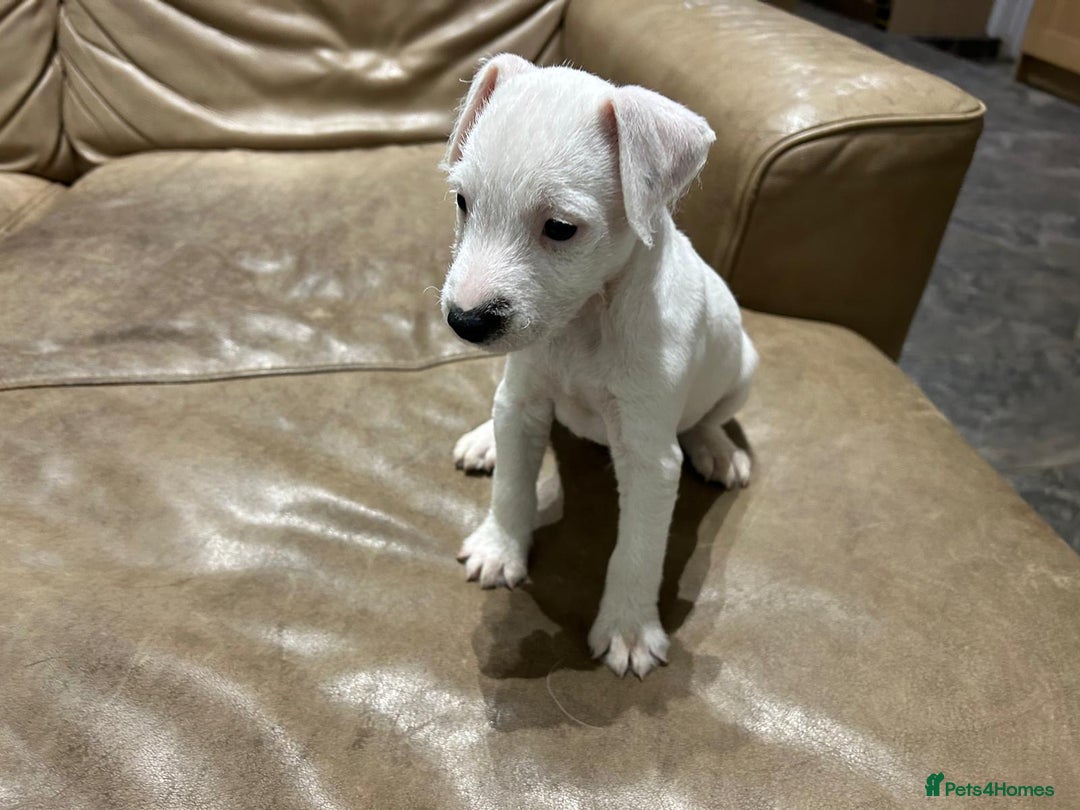 Jack Russell dogs for sale: Jack Russell Parson Type Dig Puppies for Sale - Advert 9