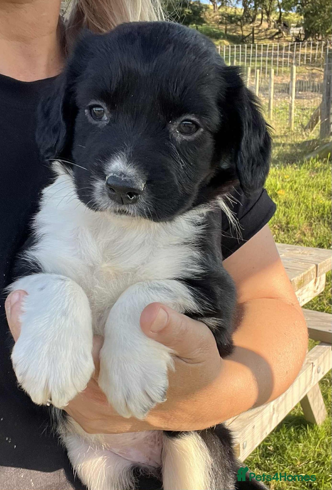 Sprollie dogs for sale: Beautiful Unique Sprollie Puppies - Image 13