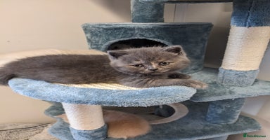 British Shorthair cats - Advert 1