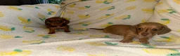 Miniature Dachshund dogs for sale: Beautiful Miniature Dachshound Puppies  in Gillingham - Advert 6