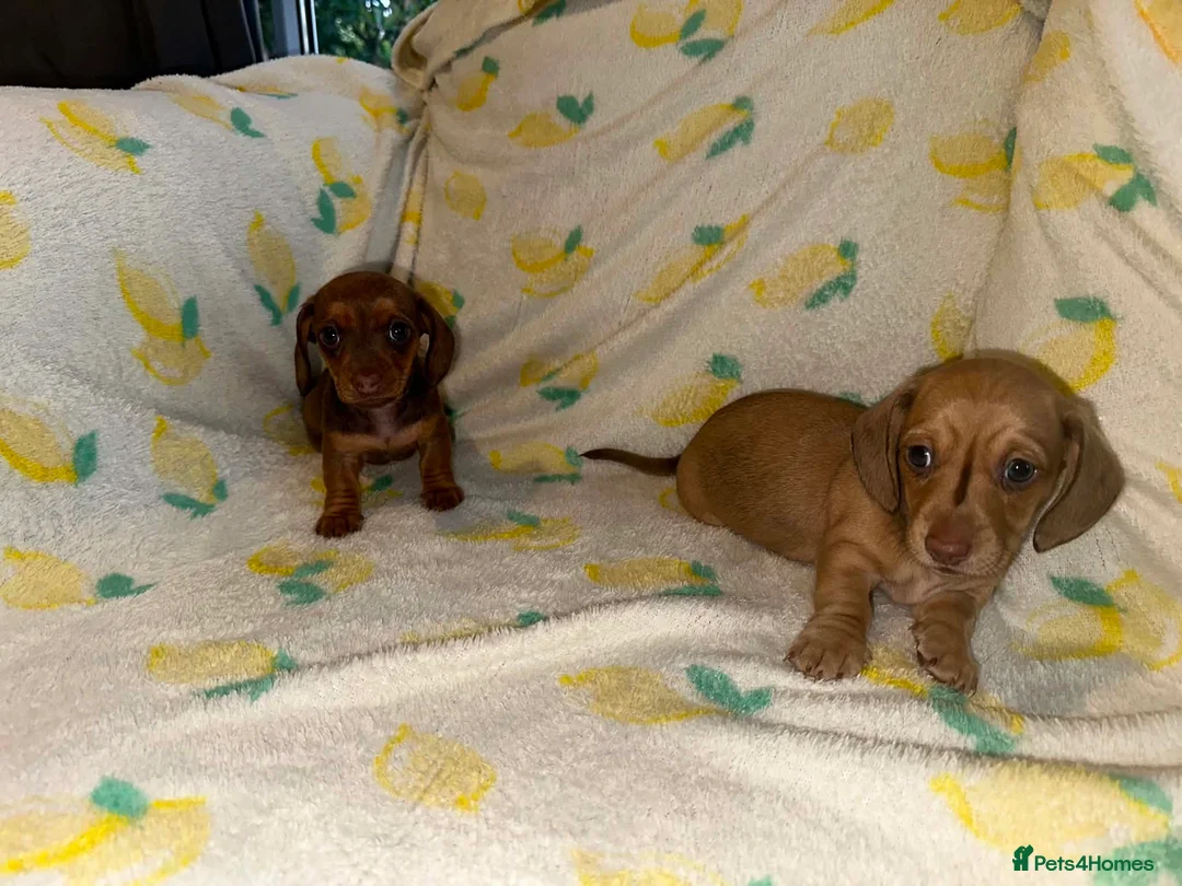 Miniature Dachshund dogs for sale: Beautiful Miniature Dachshound Puppies  in Gillingham - Advert 6