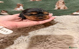 Cocker Spaniel dogs for sale: Gorgeously adorable Show Cocker Spaniels - Advert 25