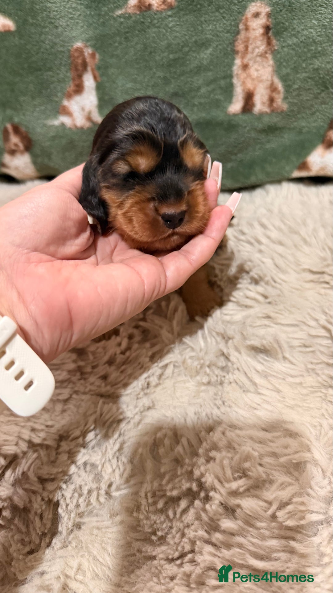 Cocker Spaniel dogs for sale: Gorgeously adorable Show Cocker Spaniels - Advert 25
