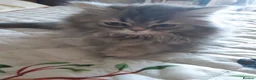 Siberian cats for sale: Absolutely Fabulous Kittens - Advert 26
