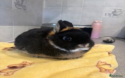Netherland Dwarf rabbits for sale: Pure Netherland Dwarfs - Advert 9