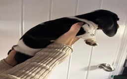 Miniature Dachshund dogs for sale: 2 miniature dachshund puppies  - Advert 6