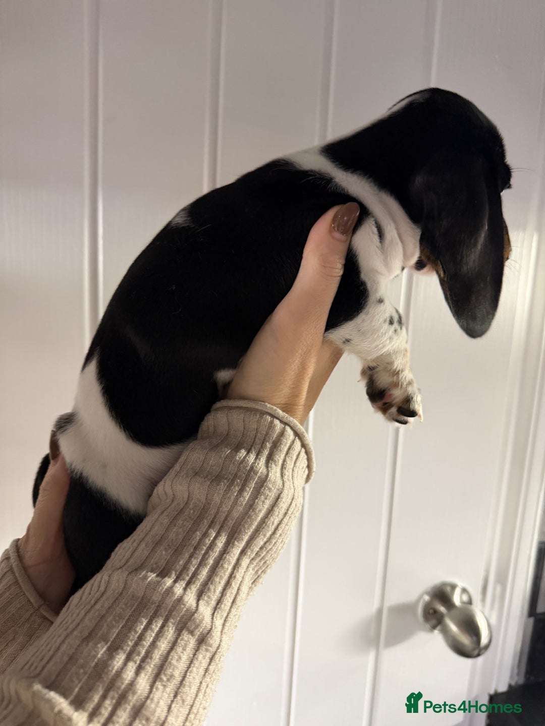 Miniature Dachshund dogs for sale: 2 miniature dachshund puppies  - Advert 6