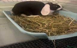Mini Lop rabbits for sale: 1 Female Lop for sale - Image 2