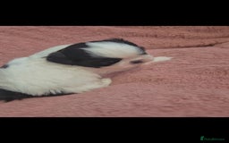 Shih Tzu dogs for sale: Shih tzu - Image 3