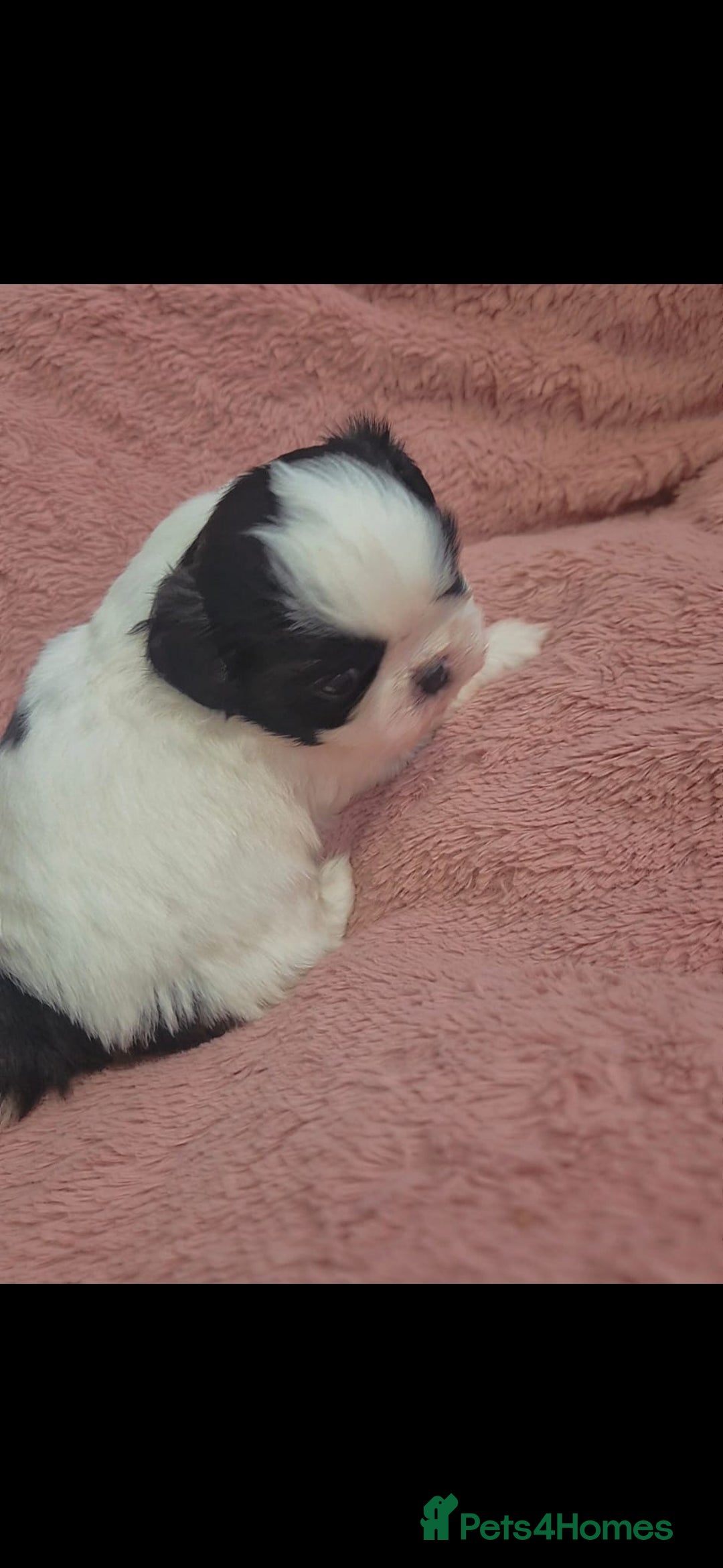 Shih Tzu dogs for sale: Shih tzu - Image 3