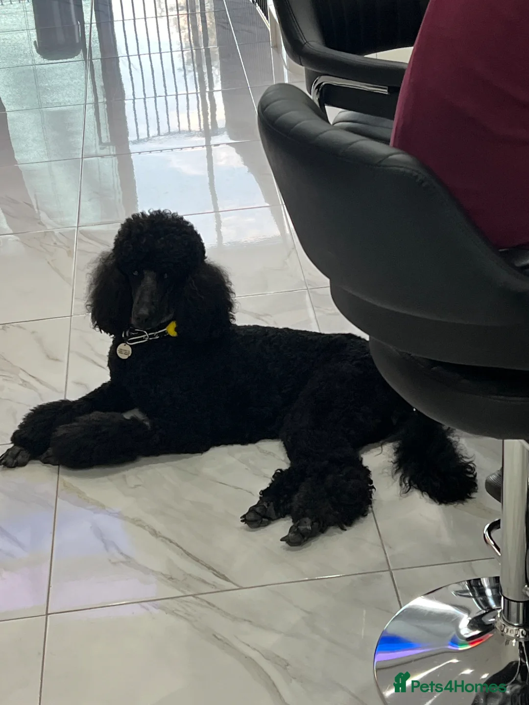 Standard Poodle dogs for sale: Adult KC registered female for sale  - Advert 3