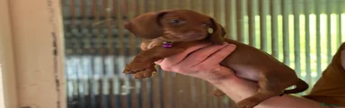 Puppy 4