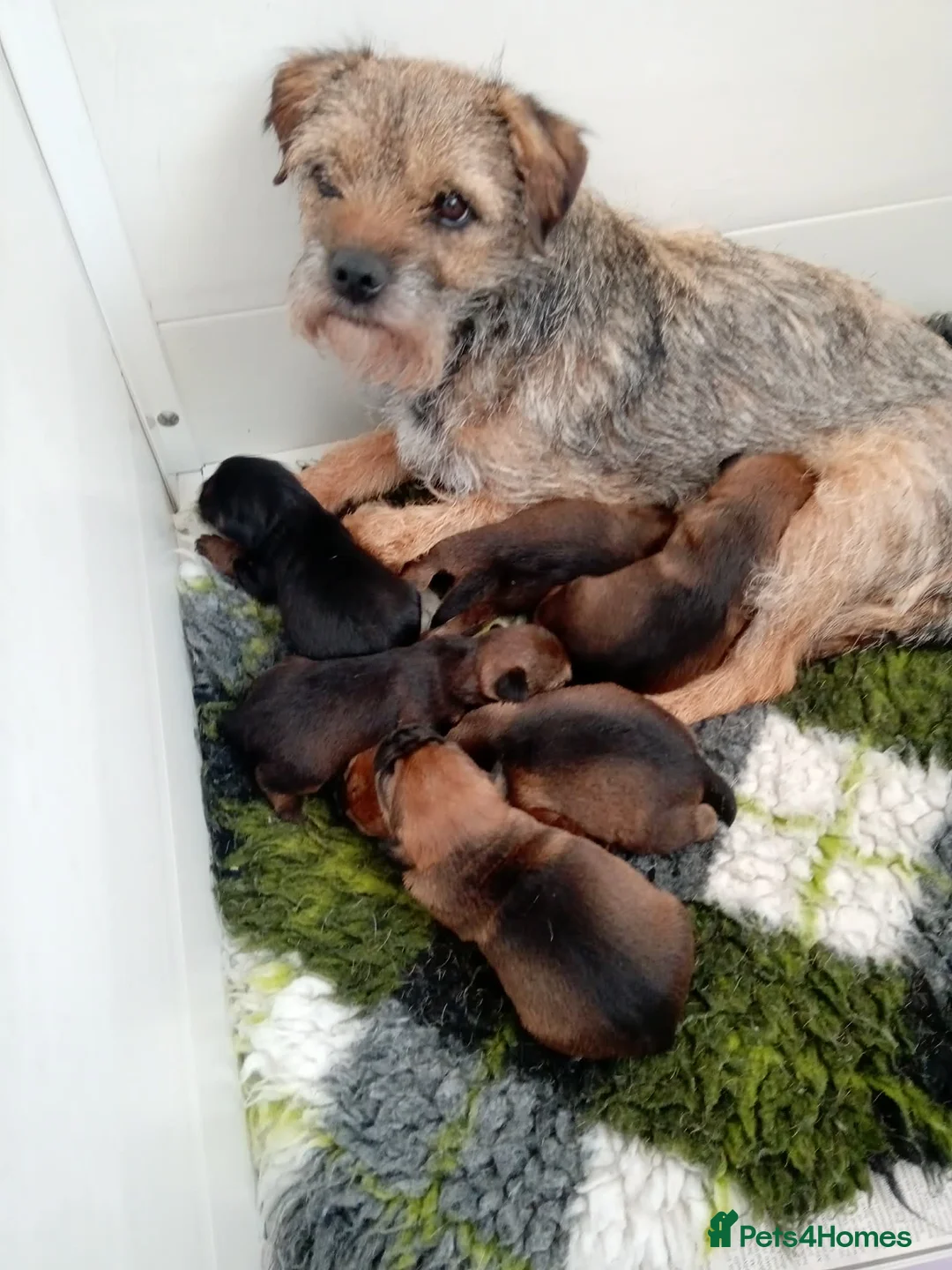 Border Terrier dogs for sale: Kc border terrier puppies  - Advert 5
