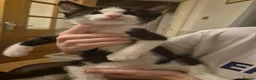 Mixed Breed cats for sale: Beautiful kittens for sale - Advert 7