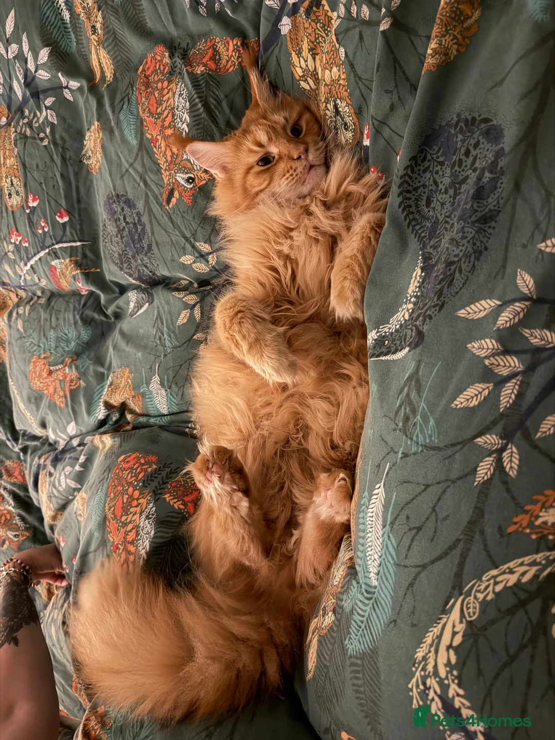 Maine Coon cats for sale: Female Adult GCCF Maine Coon Cat - Advert 2