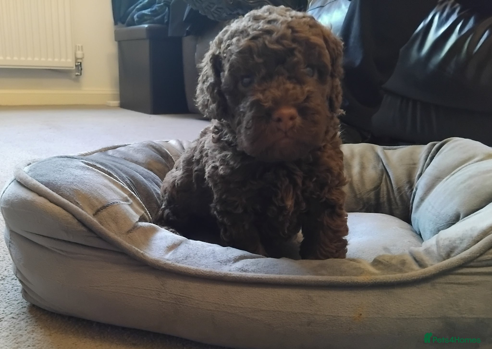 Cockapoo dogs F2b cockapoos  - Advert 1