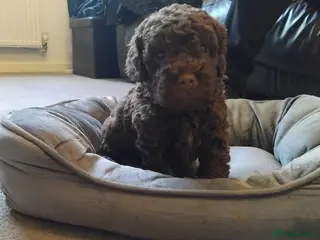 Cockapoo dogs F2b cockapoos - Advert 1