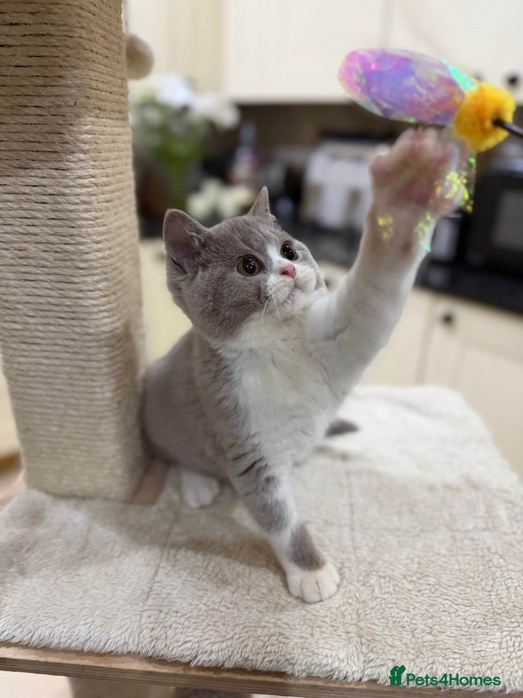 British Shorthair cats for sale: READY NOW - Full Pedigree Registered BSH kittens  - Advert 6