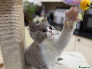 British Shorthair cats Full Pedigree Registered BSH kittens - Advert 2